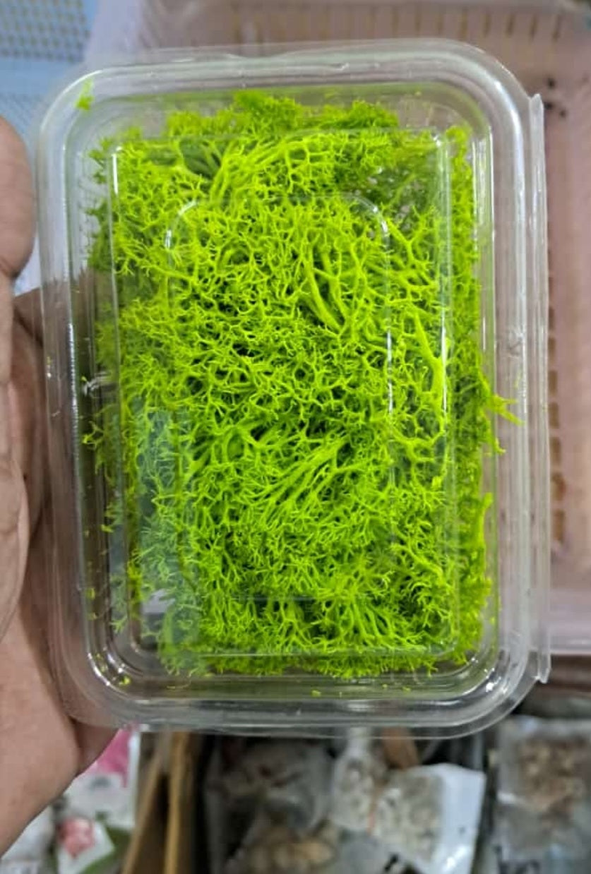 Green Grass Box